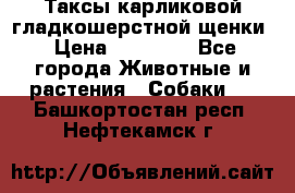 Таксы карликовой гладкошерстной щенки › Цена ­ 20 000 - Все города Животные и растения » Собаки   . Башкортостан респ.,Нефтекамск г.